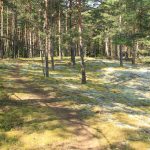 Przyroda wyspy Naissaar. Zdj. Kazimierz Popławski