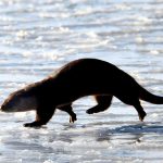 Wydra europejska. Zdj. Artur Kubasik.