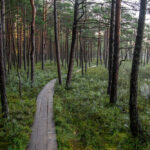 Park Narodowy Soomaa. Ścieżka biegnąca wśród drzew. Zdj. Sven Zacek / Brand Estonia.