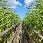 Kładka nad Jeziorem Kaņieris. Zdj. Jakub Zygmunt.