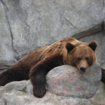 Niedźwiedź w ZOO w Helsinkach. Zdj. Arto Alanenpää / Wikimedia Commons / CC BY-SA 3.0.