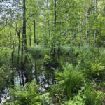 Mokradła w Parku Narodowym Ķemeri. Zdj. Jakub Zygmunt.